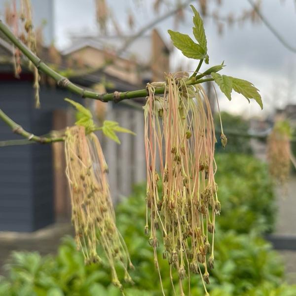 Vederesdoorn (Acer negundo)